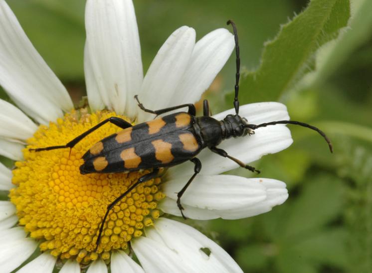Tesařík čtyřpásý (Leptura quadrifasciata), Štěměchy, foto Václav Křivan