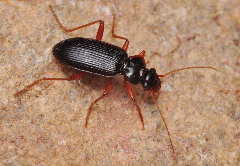 Střevlíček Leistus rufomarginatus, foto Václav Křivan