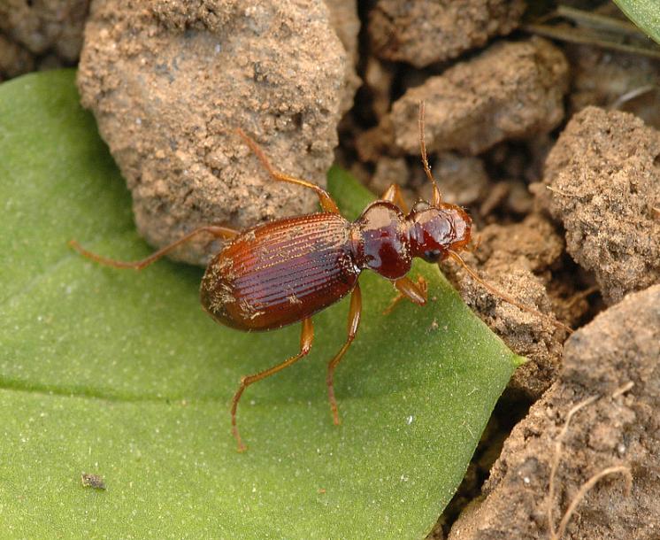 Střevlíček Leistus ferrugineus, foto Václav Křivan