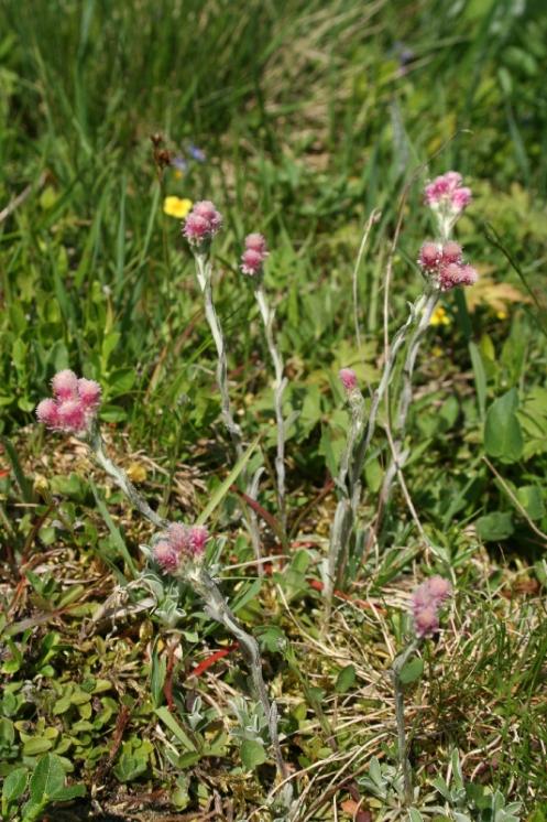 Kociánek dvoudomý (Antennaria dioica), Kněžice [JI], 2.6.2008, foto Libor Ekrt