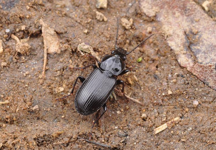 Střevlíček Pterostichus nigrita, foto Václav Křivan