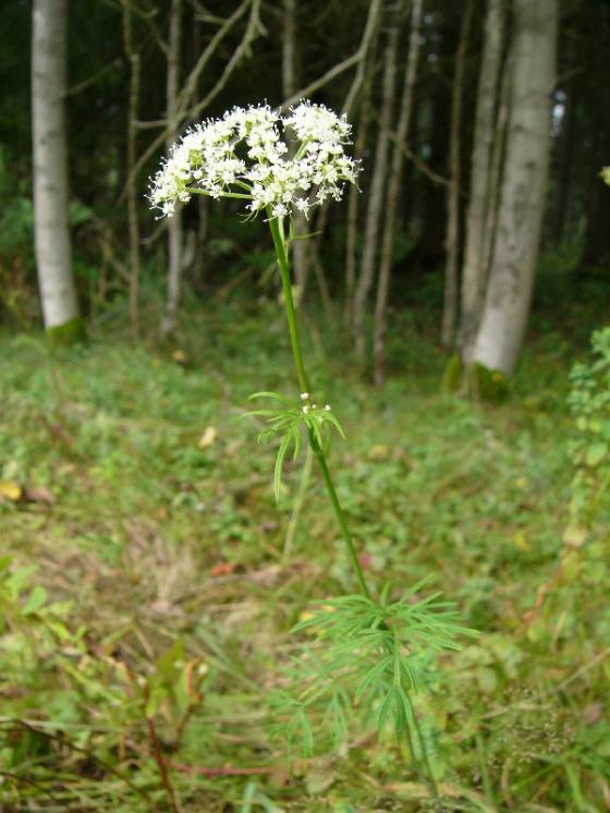 Jarva trojžilná (Cnidium dubium), Sedlatice [JI], 28.8.2013, foto Josef Komárek