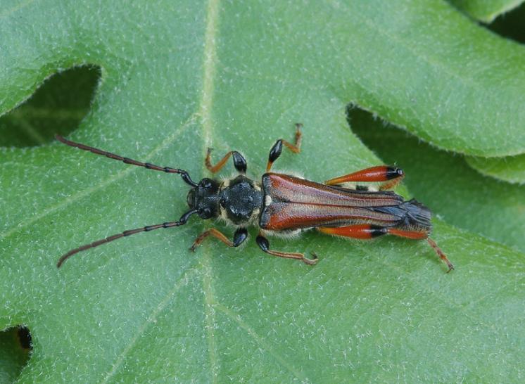 Tesařík Stenopterus rufus, Ketkovice, foto Václav Křivan