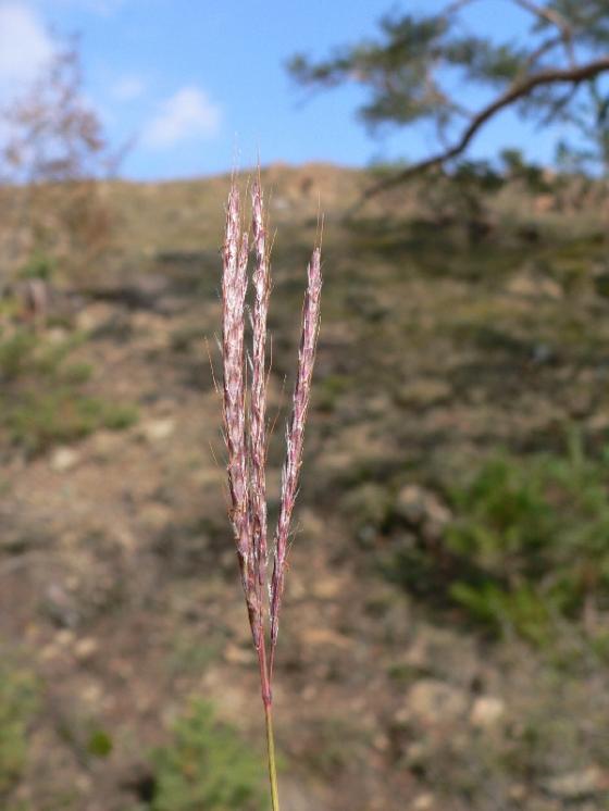 Vousatka prstnatá (Bothriochloa ischaemum), NPR Mohelenská hadcová step [TR], 5.10.2007, foto Luděk Čech