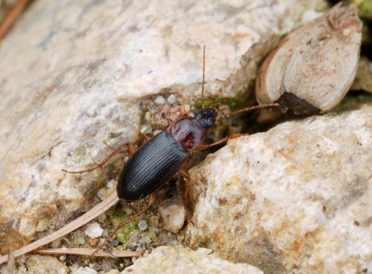 Střevlíček Calathus melanocephalus, foto Václav Křivan
