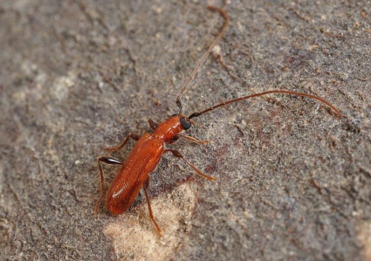 Tesařík Obrium cantharinum, foto Václav Křivan