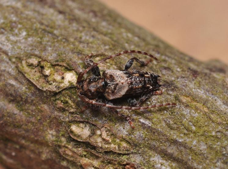 Kozlíček Pogonocherus hispidus, Plešice, foto Václav Křivan
