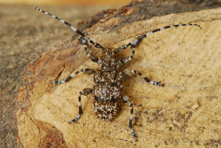 Kozlíček Aegomorphus clavipes, foto Václav Křivan