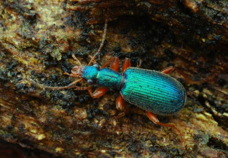 Střevlíček Drypta dentata, foto Václav Křivan