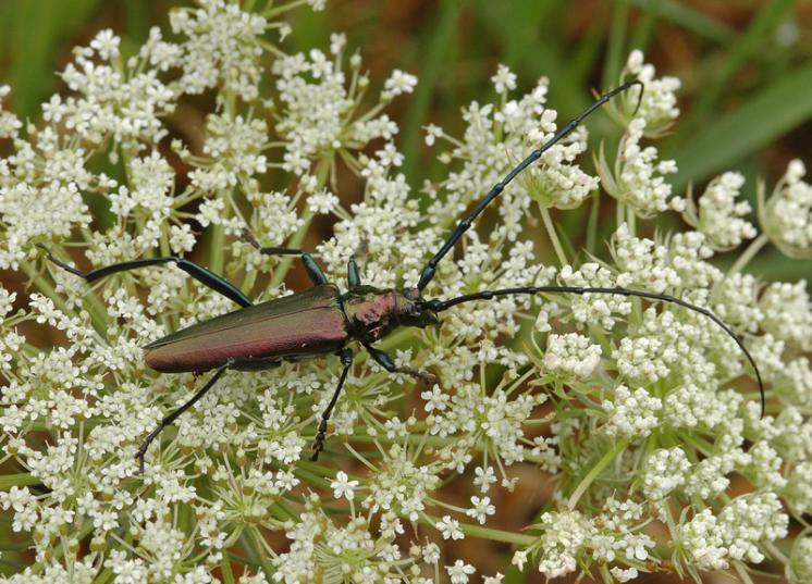 Tesařík pižmový (Aromia moschata), Štěměchy, foto Václav Křivan