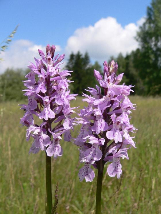Prstnatec Fuchsův (Dactylorhiza fuchsii), Vojnův Městec, PP Suché kopce [ZR], 12.6.2014, foto Luděk Čech