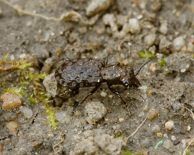 Střevlíček Elaphrus cupreus, foto Václav Křivan