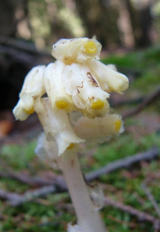 Hnilák smrkový (Monotropa hypopitys), NPP Zhejral [JI], 3.8.2011, foto Josef Komárek
