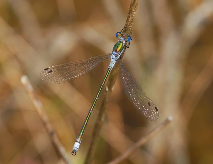 Šídlatka páskovaná (Lestes sponsa), Radonín, foto Václav Křivan