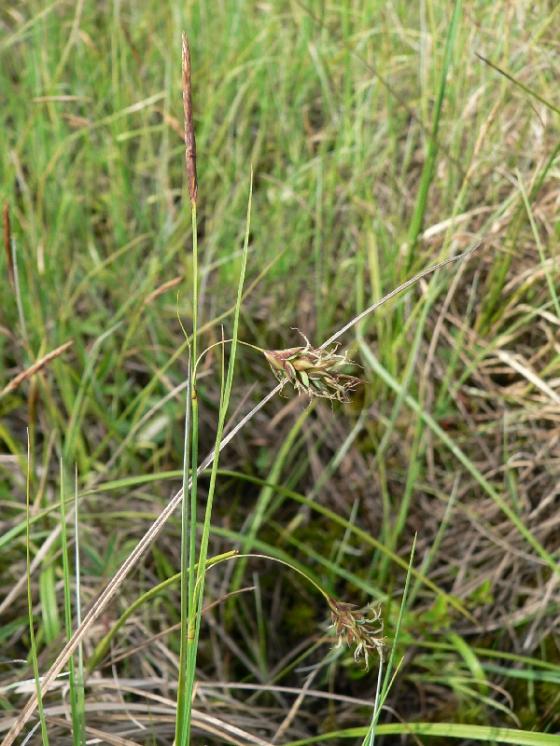 Ostřice bažinná (Carex limosa), PR Doupský a Bažantka [JI], 14.5.2007, foto Luděk Čech