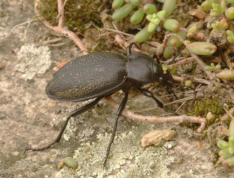 Střevlík kožitý (Carabus coriaceus), foto Václav Křivan