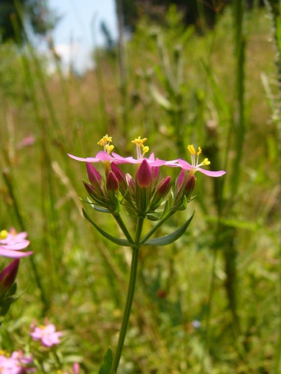 Zeměžluč okolíkatá pravá (Centaurium erythraea), Šachotín [HB], 10.7.2013, foto Josef Komárek