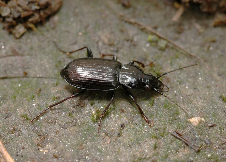 Střevlíček Pterostichus quadrifoveolatus, foto Václav Křivan