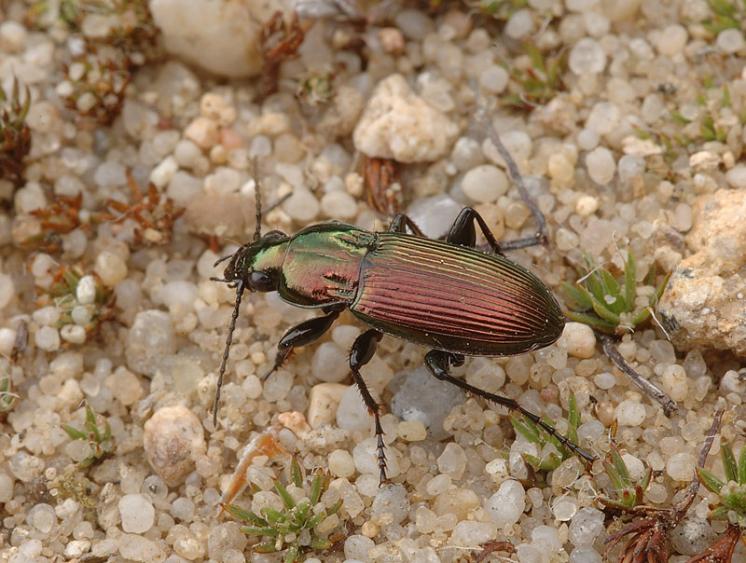 Střevlíček Poecilus lepidus, foto Václav Křivan