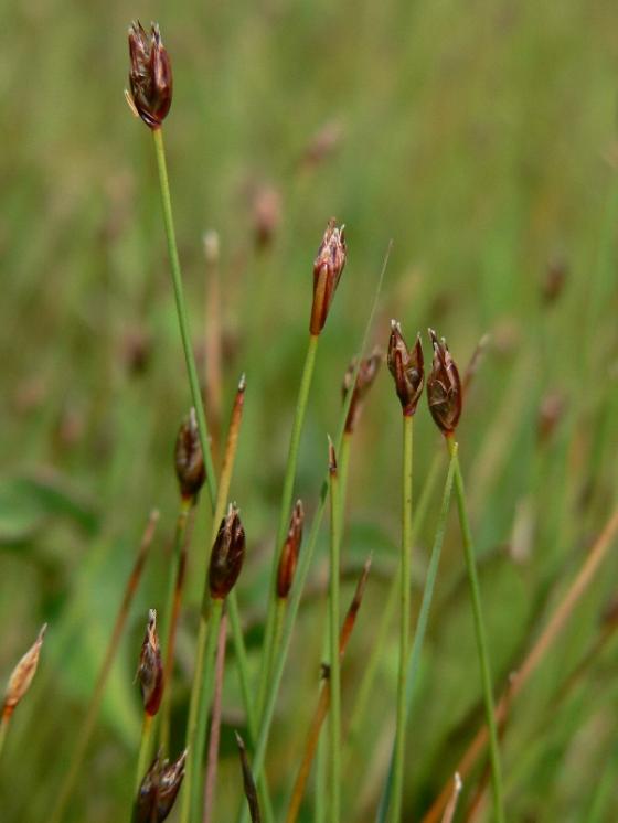 Bahnička chudokvětá (Eleocharis quinqueflora), PR Řeka [HB], 6.6.2007, foto Luděk Čech