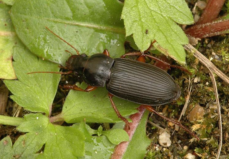 Střevlíček Harpalus rufipes, foto Václav Křivan