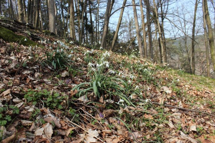 Sněženka podsněžník (Galanthus nivalis), Plešice, Staré Duby [TR], 10.4.2015, foto Libor Ekrt