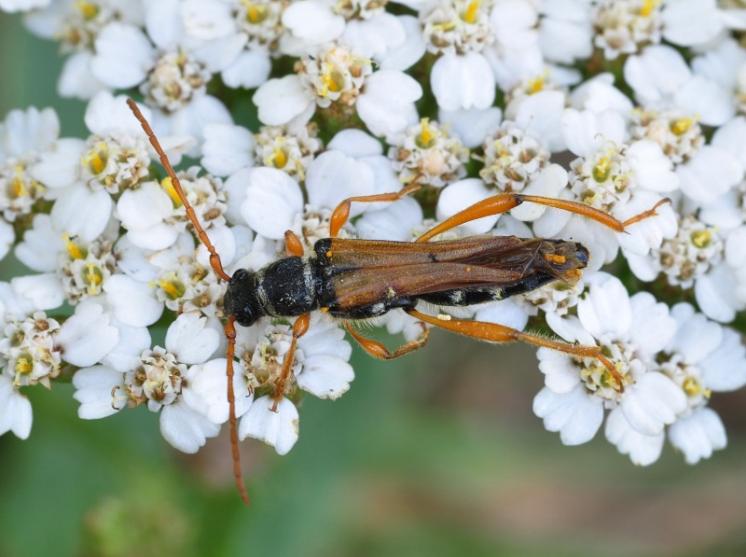 Tesařík Stenopterus flavicornis, Kojetice na Moravě, foto Václav Křivan
