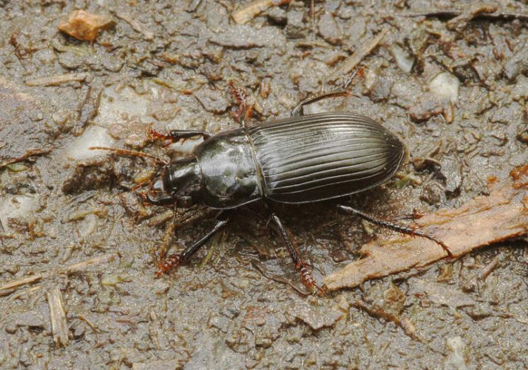 Střevlíček Harpalus zabroides, foto Václav Křivan
