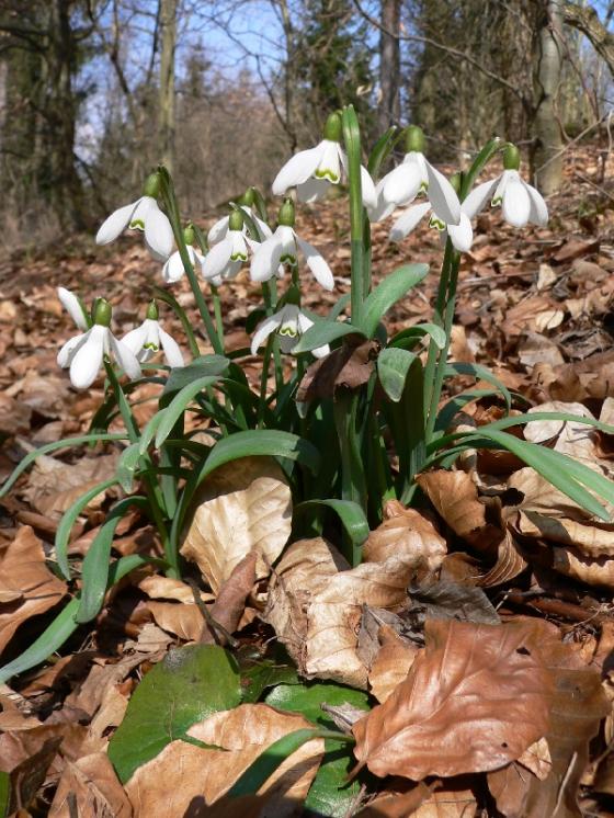 Sněženka podsněžník (Galanthus nivalis), Štěpánov nad Svratkou [ZR], 23.3.2011, foto Luděk Čech