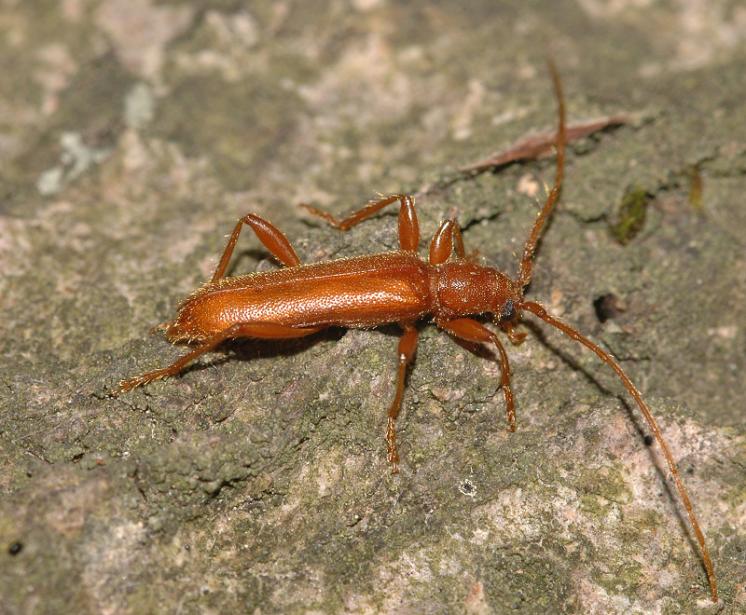 Tesařík Axinoplapis gracilis, foto Václav Křivan