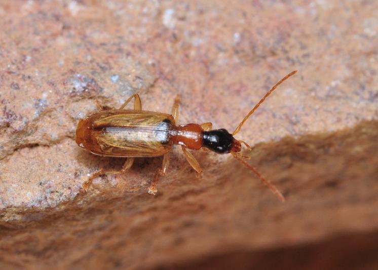 Střevlíček Demetrias atricapillus, foto Václav Křivan