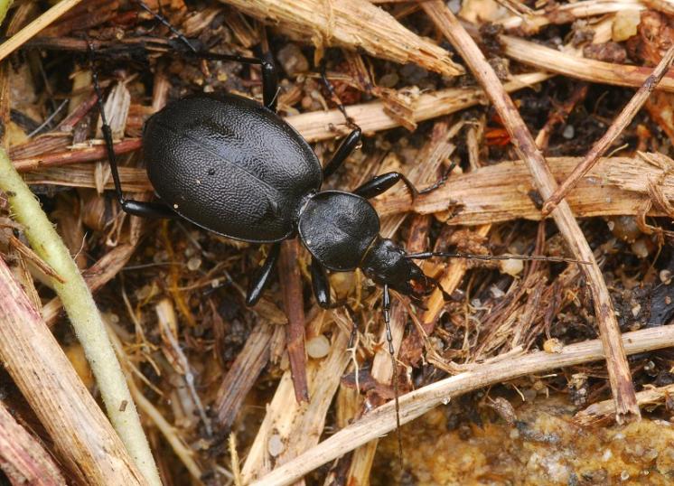 Střevlíček Cychrus caraboides, foto Václav Křivan