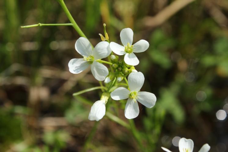 Řeřišnice bahenní (Cardamine dentata), PP Bukovské rybníčky [JI], 29.5.2016, foto Libor Ekrt
