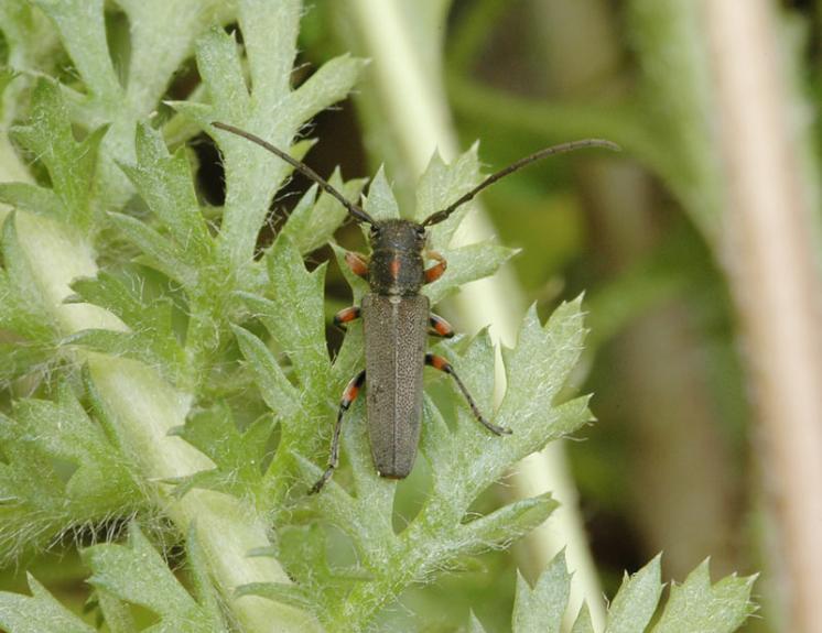 Kozlíček Phytoecia pustulata, Radonín, foto Václav Křivan