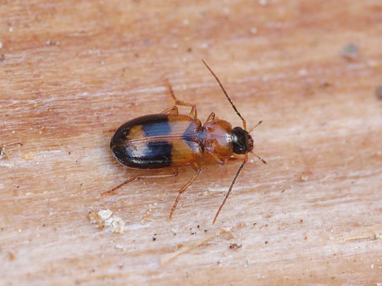 Střevlíček Badister meridionalis, foto Václav Křivan