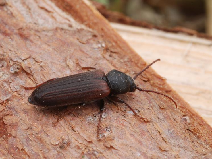 Tesařík Asemum striatum, foto Václav Křivan