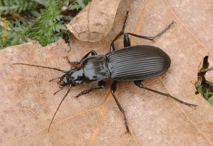 Střevlíček Pterostichus niger, foto Václav Křivan