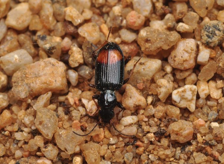 Střevlíček Bembidion modestum, foto Václav Křivan