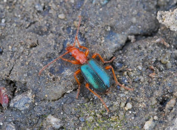 Prskavec Brachinus explodens, foto Václav Křivan