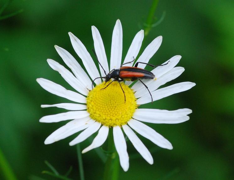Tesařík černohrotý (Stenurella melanura), Štěměchy, foto Václav Křivan
