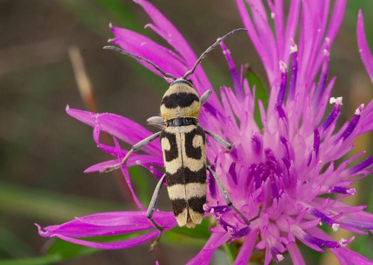 Tesařík Chlorophorus varius, Mohelno, foto Václav Křivan