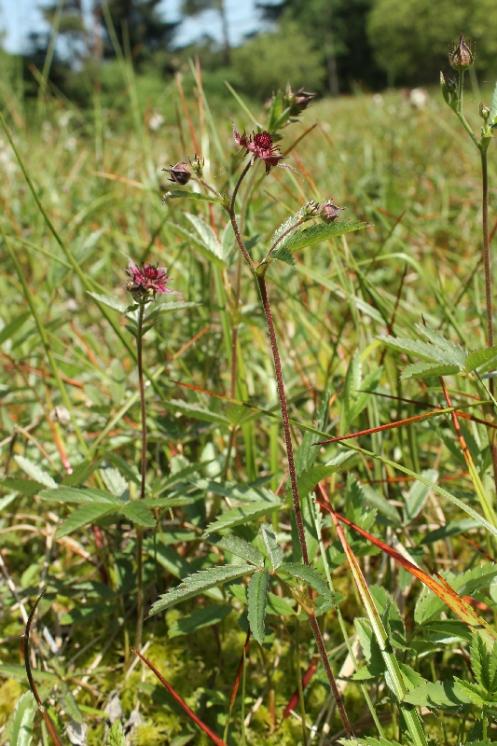 Zábělník bahenní (Comarum palustre), Pod Trojanem [JI], 11.6.2014, foto Libor Ekrt
