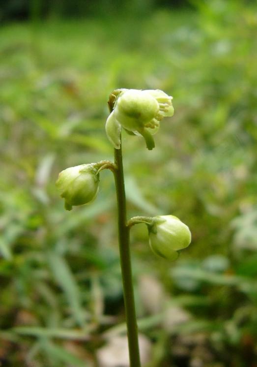 Hruštička zelenokvětá (Pyrola chlorantha), Lesoňovice [ZR], 13.6.2008, foto Josef Komárek