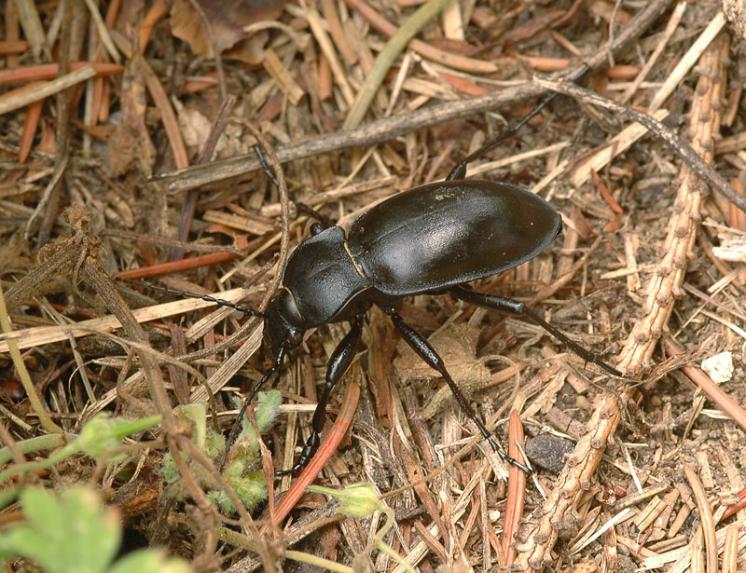 Střevlík hladký (Carabus glabratus), foto Václav Křivan