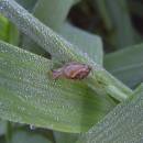 Bělokamenský mokřad, 14.6.2004, foto Vojtěch Kodet