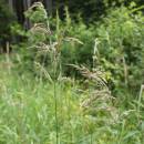 Třtina nachová (<i>Calamagrostis phragmitoides</i>), PP Rybníky V Pouštích, Jezírko [JI], 12.7.2015, foto Libor Ekrt