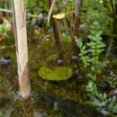 Bublinatka menší (<i>Utricularia minor</i>), PR Chvojnov [JI], 12.6.2012, foto Luděk Čech