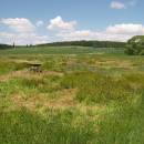 Bělokamenský mokřad, 24.5.2012, foto Vojtěch Kodet