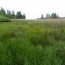 Doležalův rybník, 8.6.2015, foto Vojtěch Kodet
