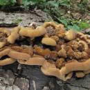Rezavec pokožkový (<i>Inonotus cuticularis</i>), PR V Klučí [JI]